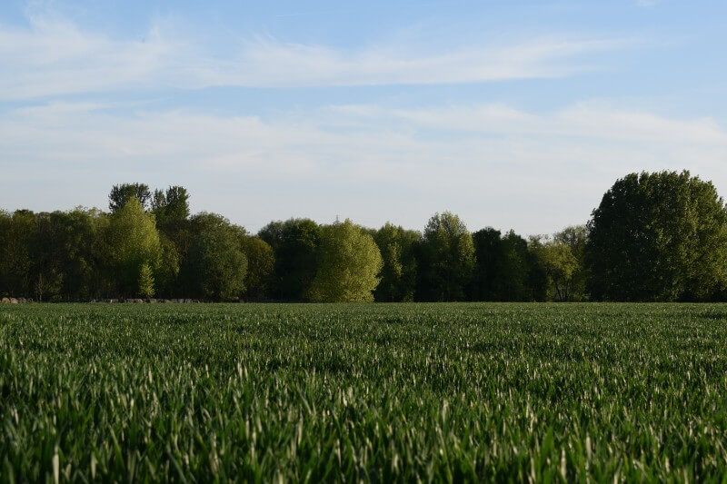 Oakley Field Field with public footpath next to River Ouse