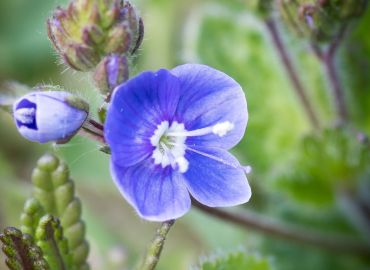 What can you find at Lynch Furlong in June?